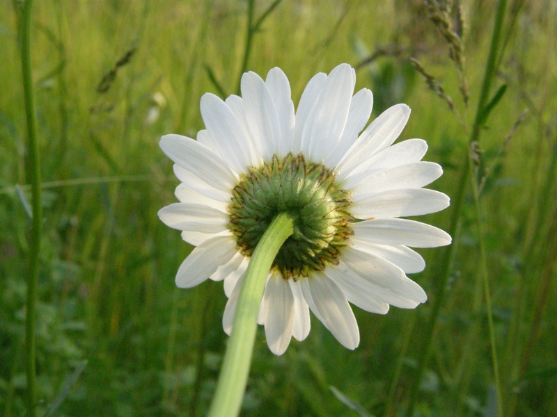 Oxeye Daisy