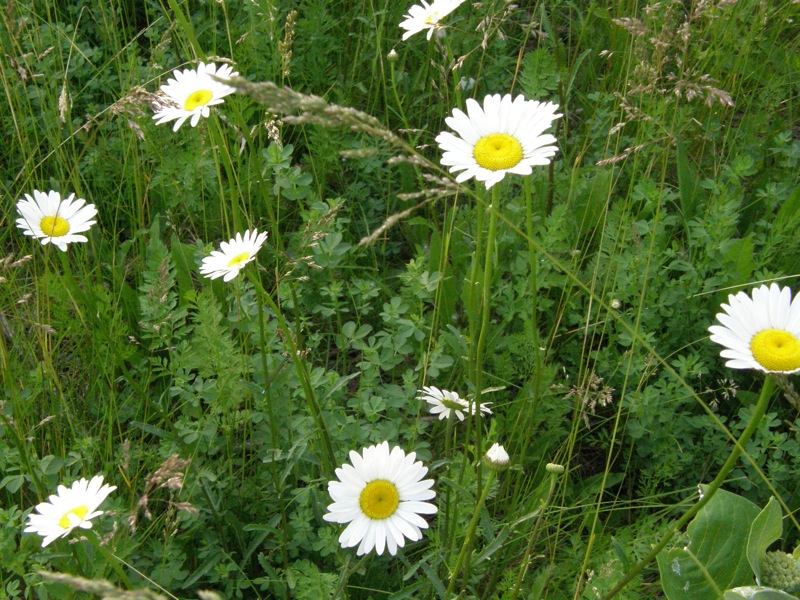 Oxeye Daisy