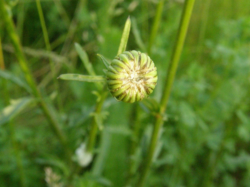 Oxeye Daisy