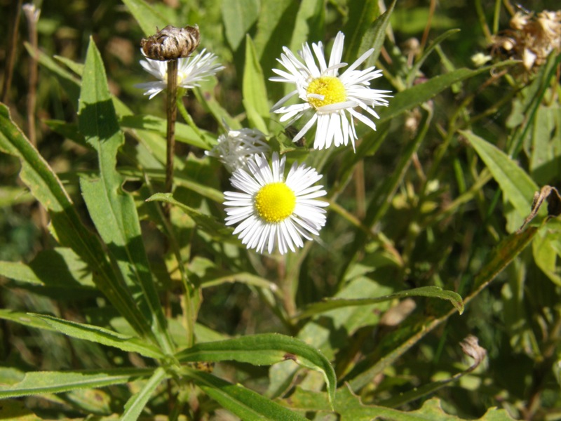 Prairie Fleabane