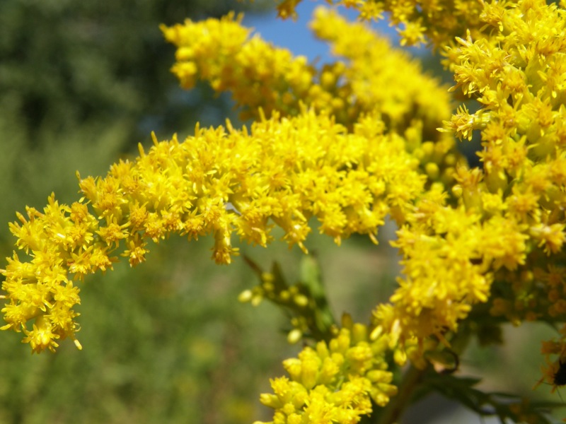 Canada Goldenrod