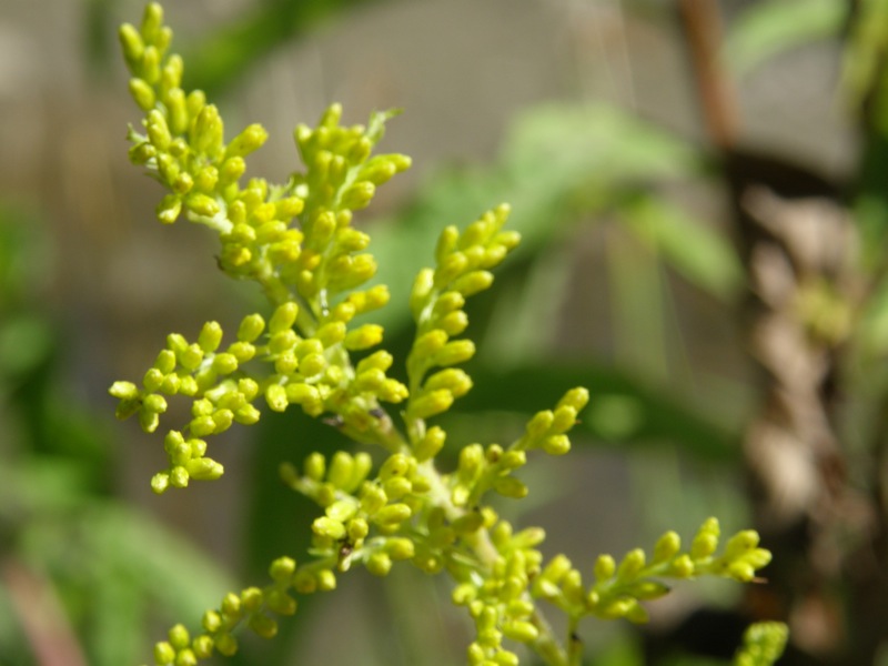 Canada Goldenrod