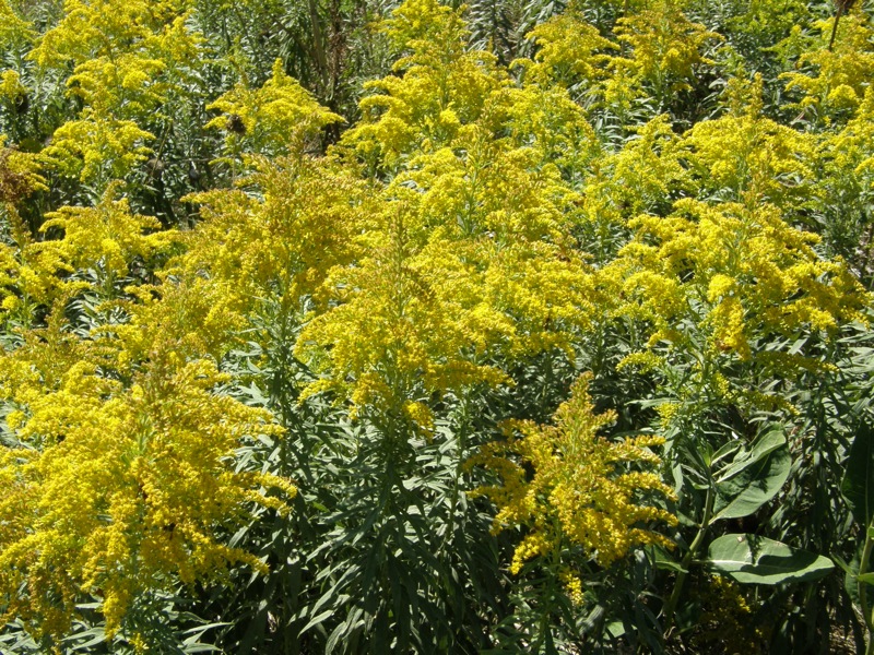 Canada Goldenrod