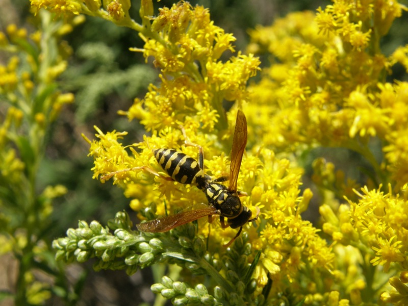 Canada Goldenrod