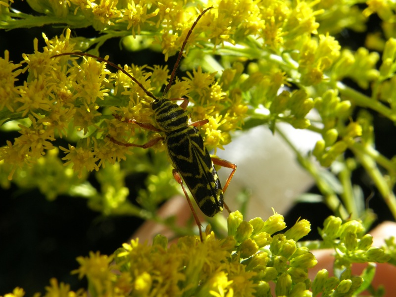 Canada Goldenrod