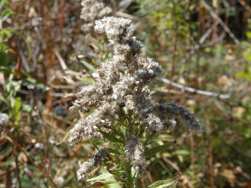 Canada Goldenrod