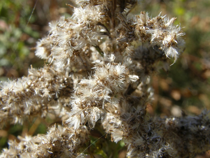 Canada Goldenrod