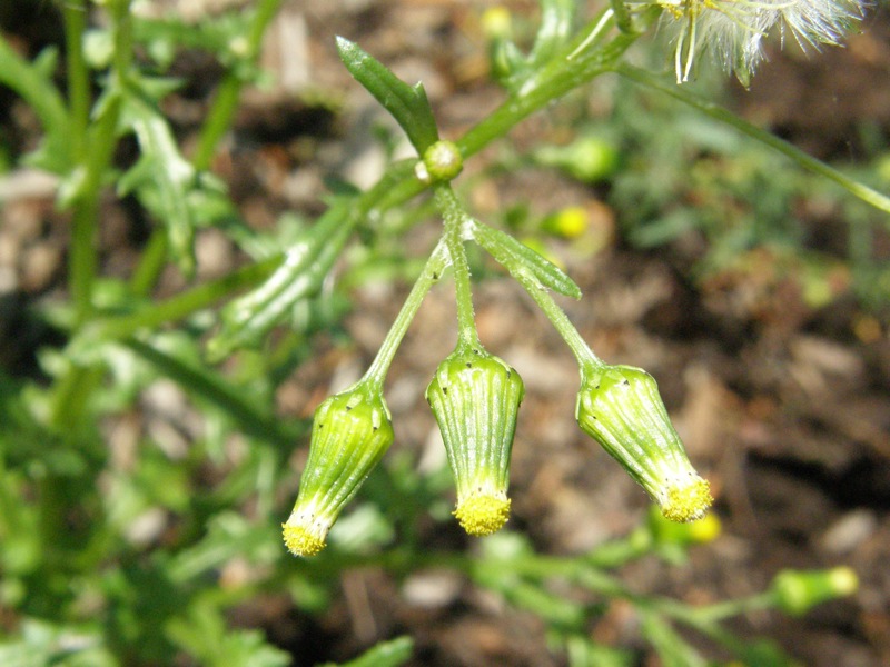 Common Groundsel