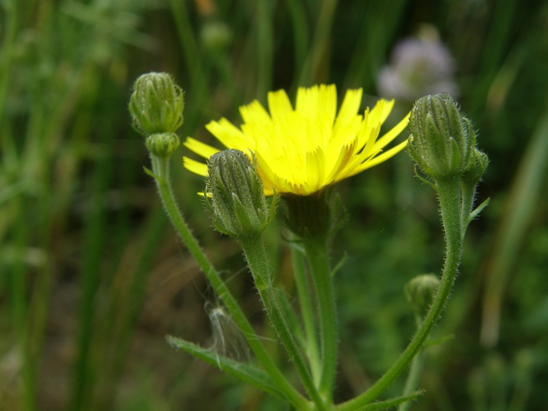 Canada Hawkweed