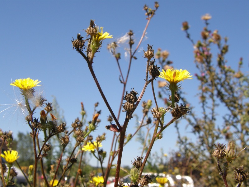 Canada Hawkweed