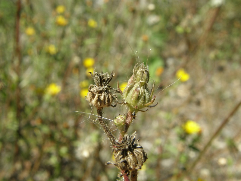 Canada Hawkweed