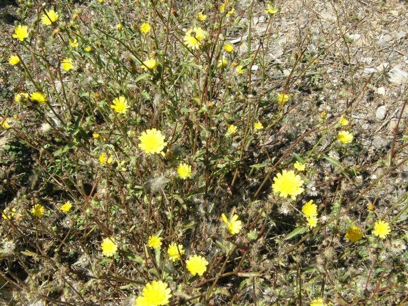 Canada Hawkweed