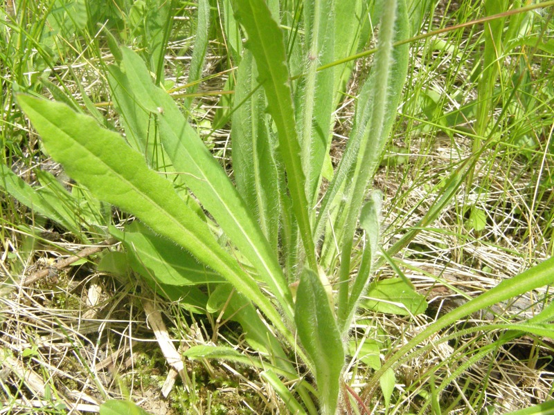 Meadow Hawkweed