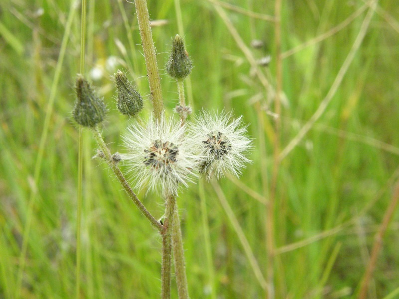 Meadow Hawkweed