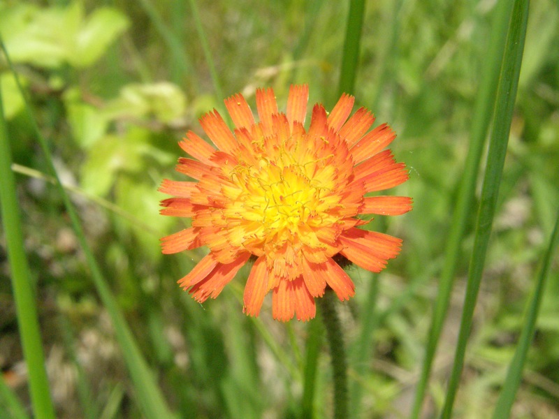 Orange Hawkweed