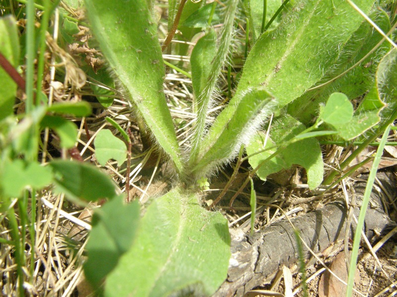 Orange Hawkweed