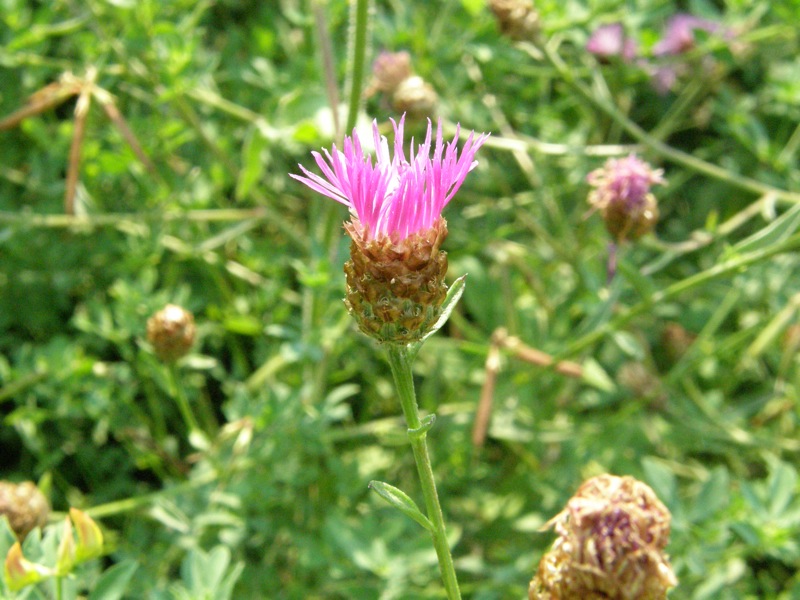 Brown Knapweed