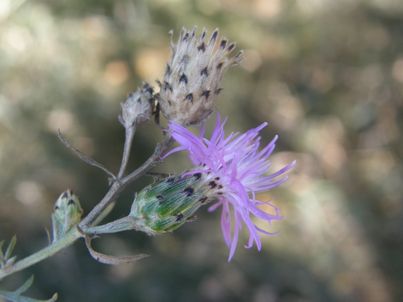 Spotted Knapweed