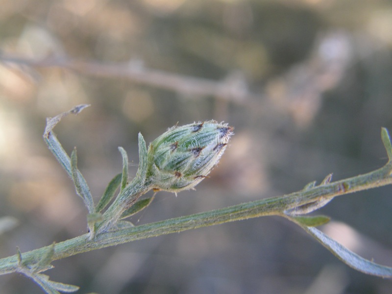 Spotted Knapweed