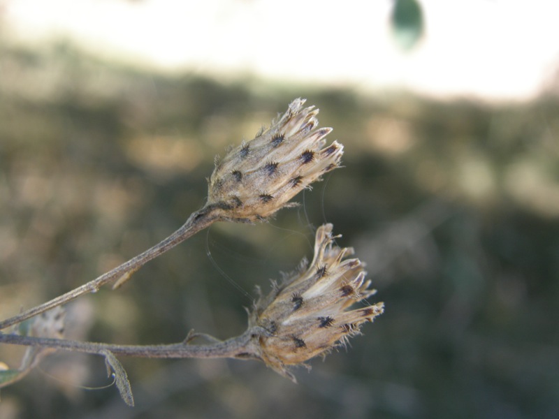 Spotted Knapweed