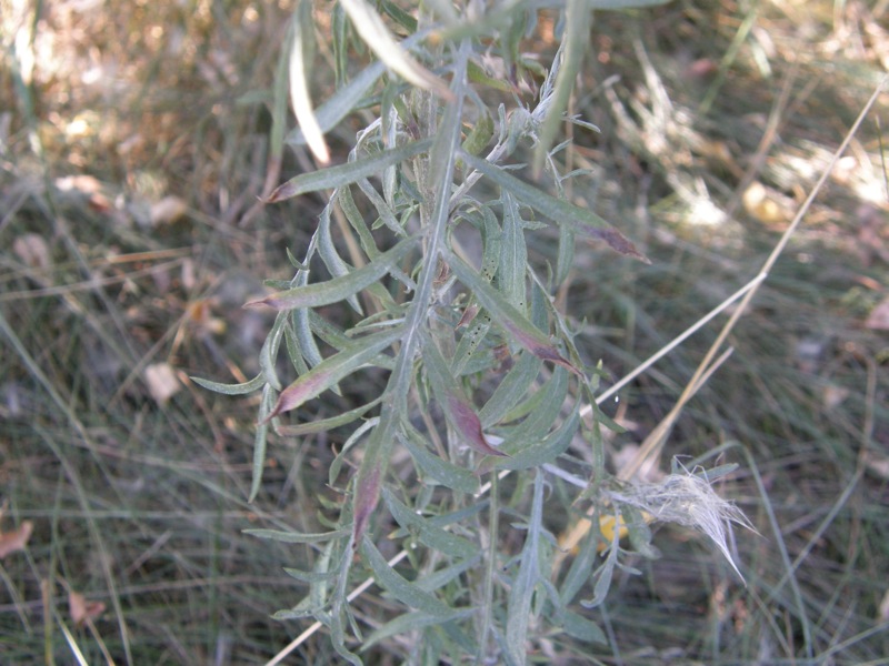 Spotted Knapweed