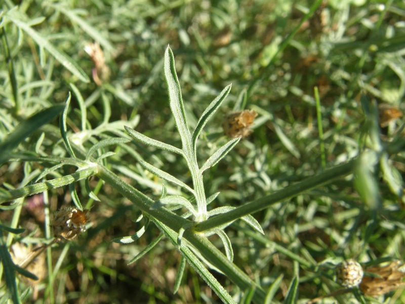 Spotted Knapweed