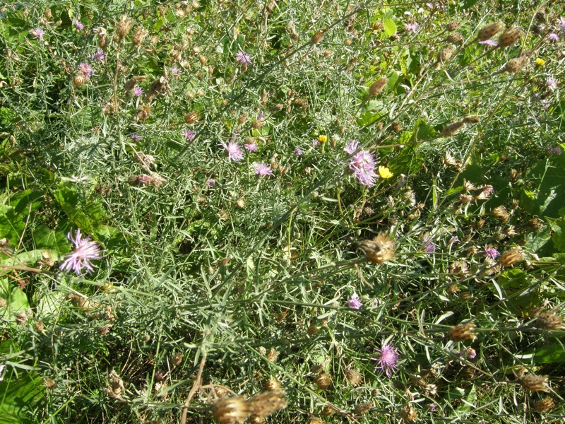 Spotted Knapweed