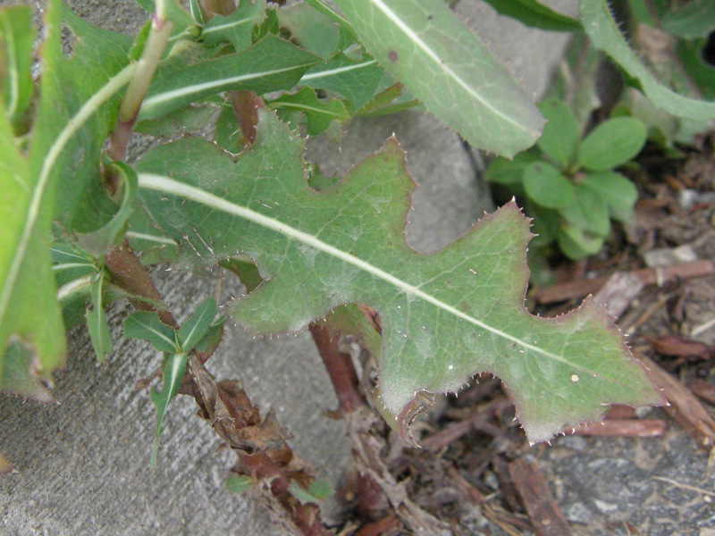 Prickly Lettuce