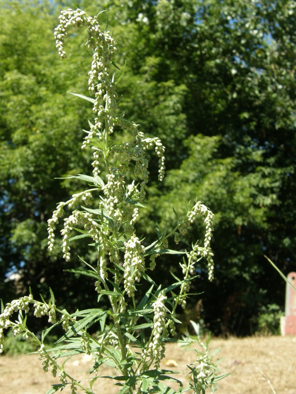 Mugwort