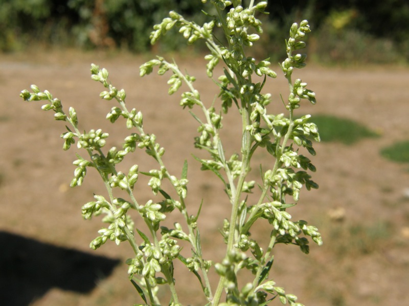 Mugwort