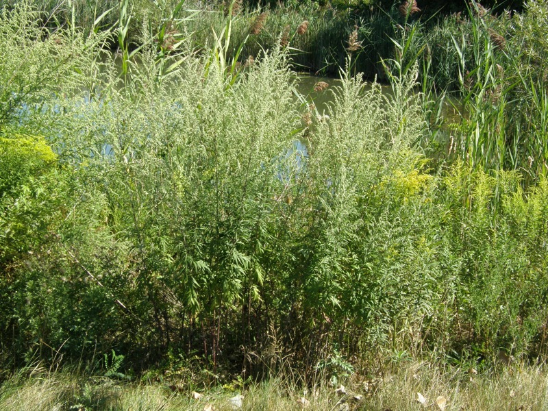 Mugwort