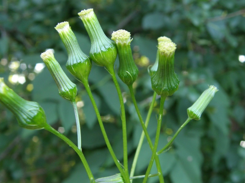 Pilewort