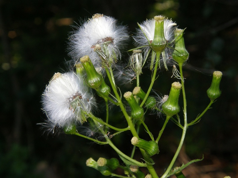 Pilewort