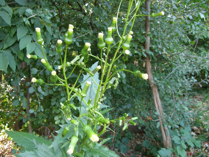 Pilewort