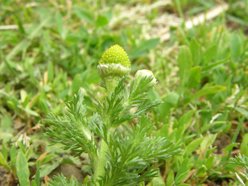 Pineapple Weed