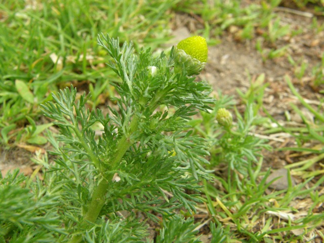 Pineapple Weed