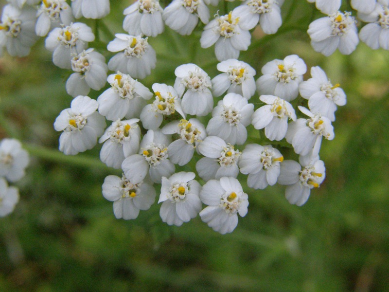 Common Yarrow