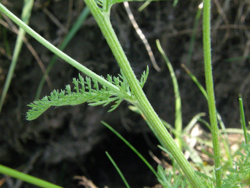 Common Yarrow