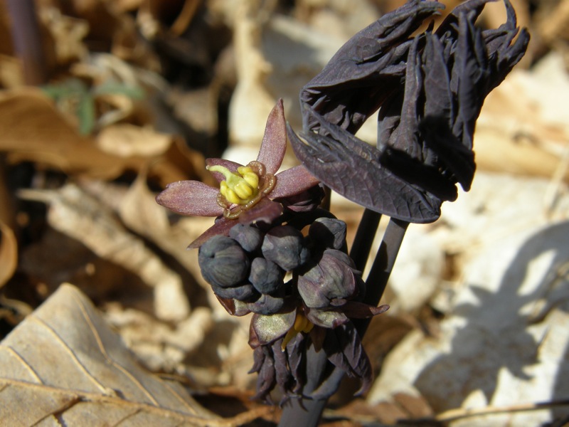 Blue Cohosh