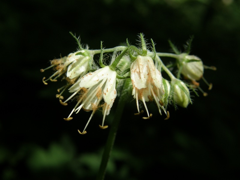 Virginia Waterleaf
