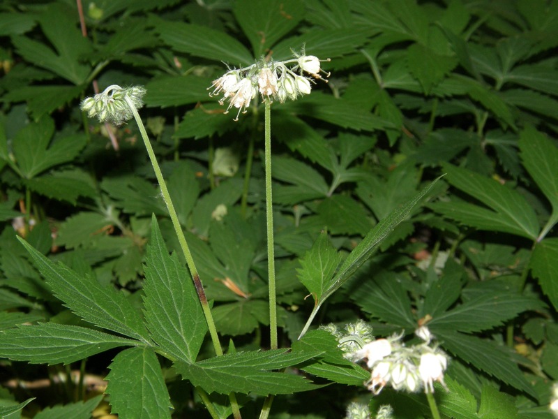 Virginia Waterleaf