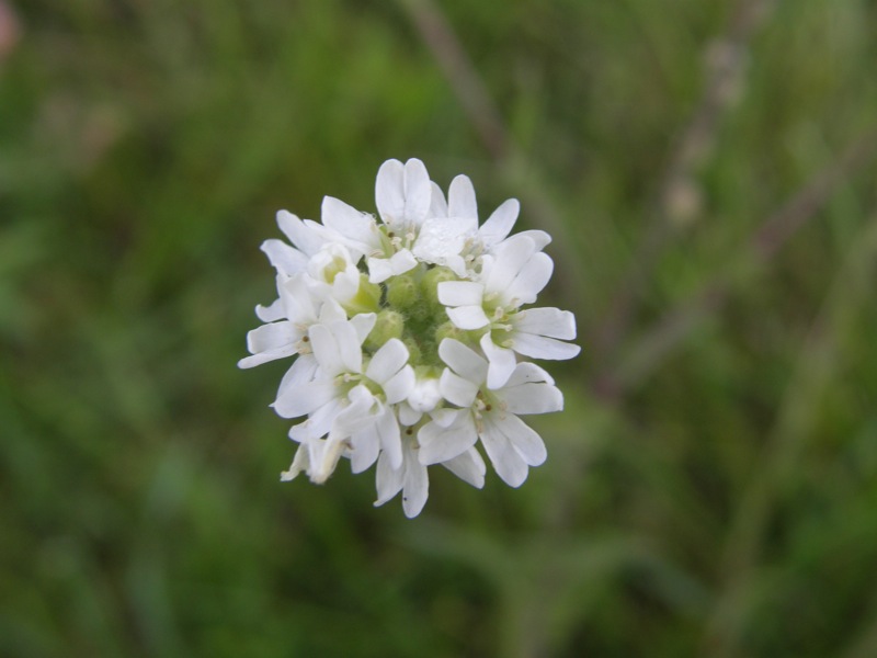 Hoary Alyssum