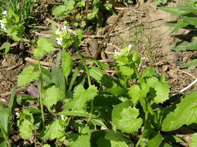 Garlic Mustard