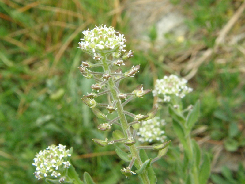 Field Peppergrass