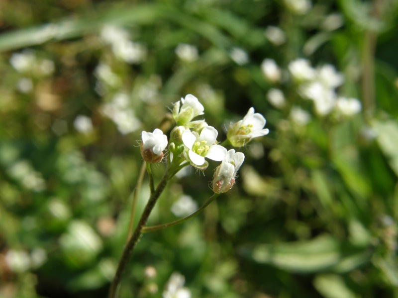 Shepherd's Purse