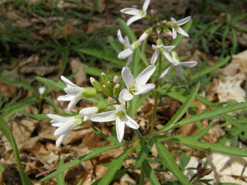 Cutleaf Toothwort