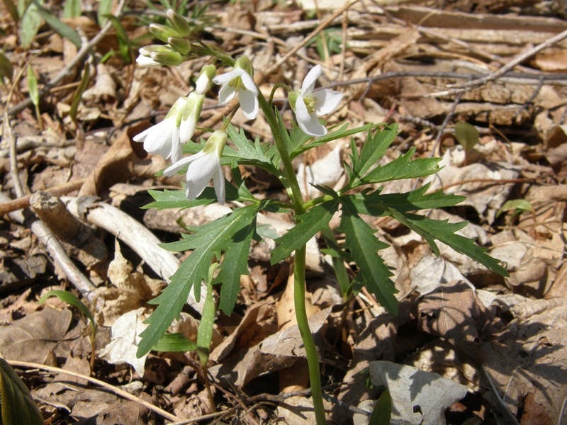 Cutleaf Toothwort