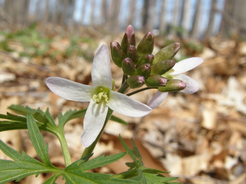 Cutleaf Toothwort