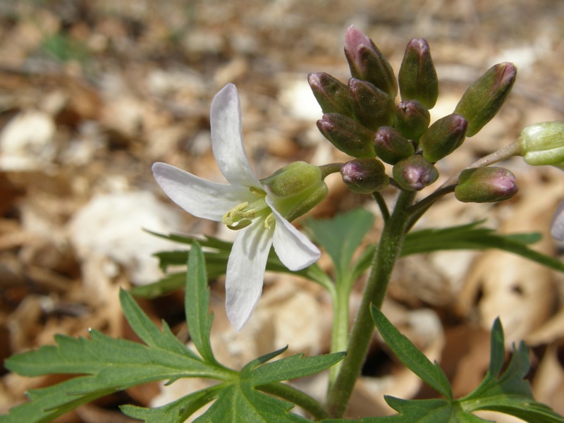 Cutleaf Toothwort