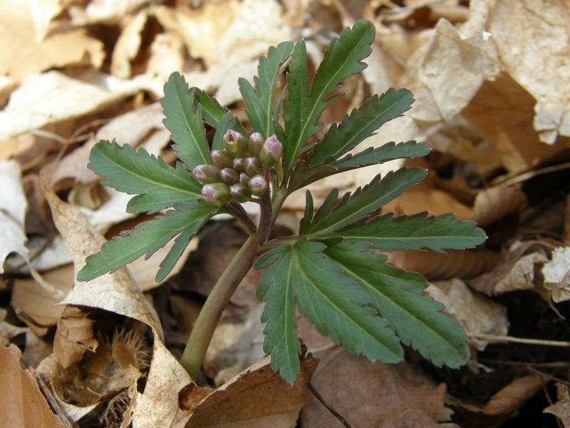 Cutleaf Toothwort